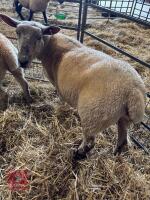 2 CHAROLAIS X 4T EWES - BIDS PER LIFE - 9