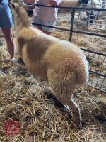 2 CHAROLAIS X 4T EWES - BIDS PER LIFE - 10