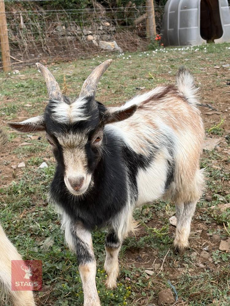 6MO PYGMY BILLY
