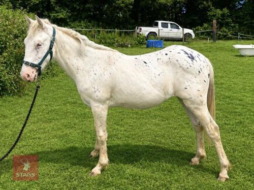 APPALOOSA YEARLING 13.3HH FILLY