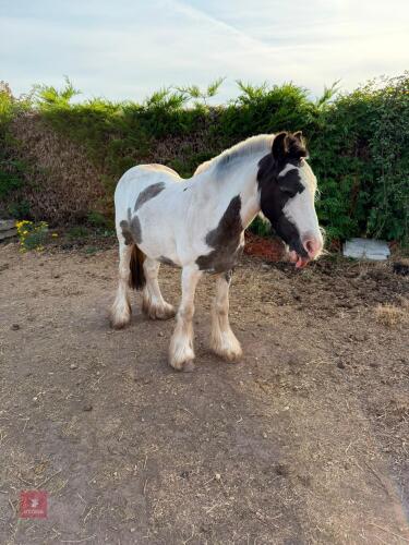 4YO 11.2HH MINI COB MARE