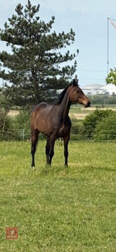 8YO 16.2HH THOROUGHBRED GELDING