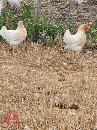 2 WYNDOTTE BANTAM POL HENS - BIDS PER LIFE