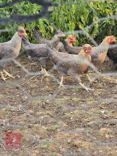 5 CREAM LEGBAR HENS - BIDS PER LIFE