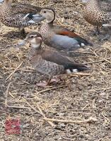 PAIR OF RING TEAL DUCKS - BIDS PER LIFE