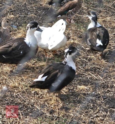 TRIO OF CALL DUCKS - BIDS PER LIFE