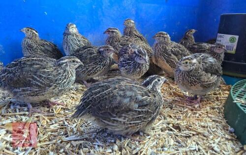 5 PUREBRED COTURNIX QUAIL HENS - BIDS PER LIFE