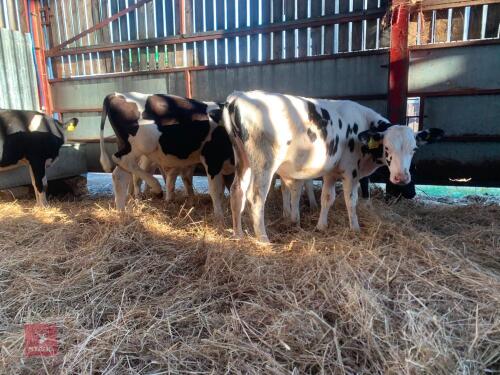 7 HOLSTEIN & BRITISH FRIESIAN BULL CALVE