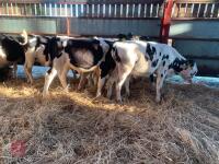 7 HOLSTEIN & BRITISH FRIESIAN BULL CALVES - BIDS PER LIFE - 2