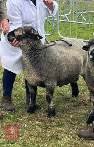6YO PEDIGREE COLOURED RYELAND RAM