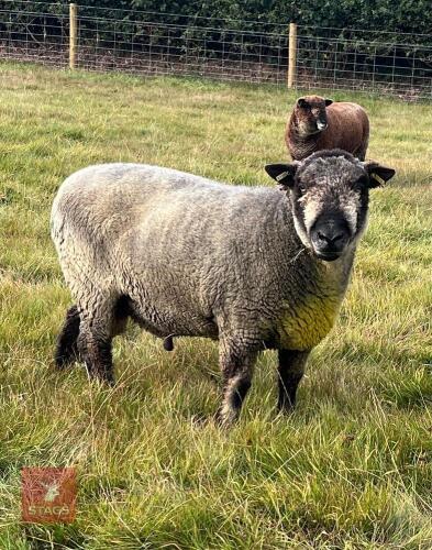 6YO PEDIGREE COLOURED RYELAND RAM