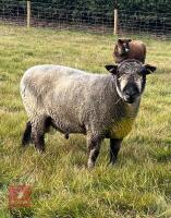 6YO PEDIGREE COLOURED RYELAND RAM