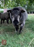 6YO PEDIGREE COLOURED RYELAND RAM - 5