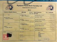 6YO PEDIGREE COLOURED RYELAND RAM - 6