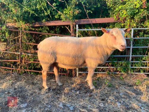 6T CHAROLAIS RAM