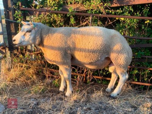 4T BELTEX RAM