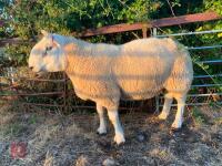 4T CHEVIOT RAM