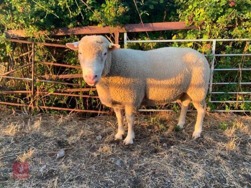 6T POLL DORSET RAM