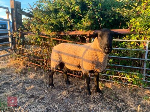 4T SUFFOLK RAM