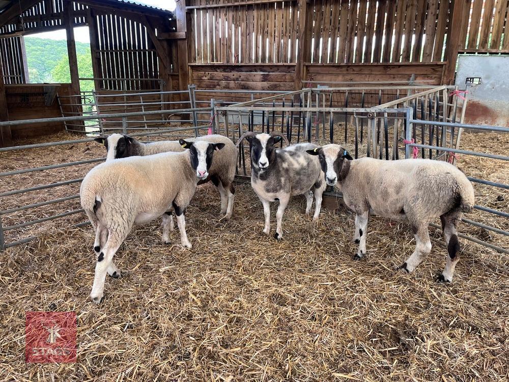 4 LAVENDER JACOB X EWES - BIDS PER LIFE