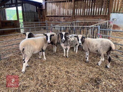 4 LAVENDER JACOB X EWES - BIDS PER LIFE