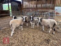 4 LAVENDER JACOB X EWES - BIDS PER LIFE