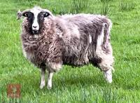 4 LAVENDER JACOB X EWES - BIDS PER LIFE - 2