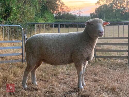 2T POLL DORSET EWE