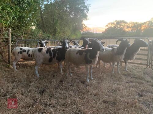 10 X 4T&6T JACOB EWES - BIDS PER LIFE