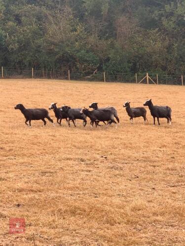 10 X FLOCK AGE BALWEN EWES - BIDS PER LIFE