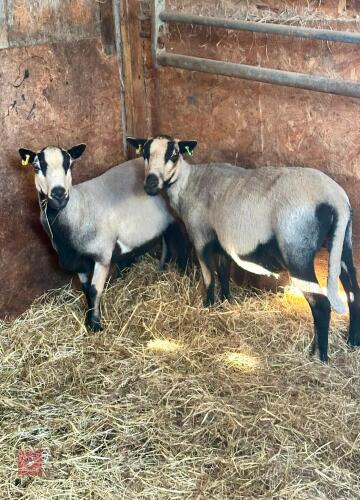 2 X 4T BADGERFACE EWES - BIDS PER LIFE
