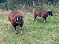 5 BADGERFACE TEXEL EWE LAMBS - BIDS PER LIFE - 2