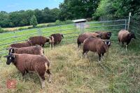 5 BADGERFACE TEXEL EWE LAMBS - BIDS PER LIFE - 5