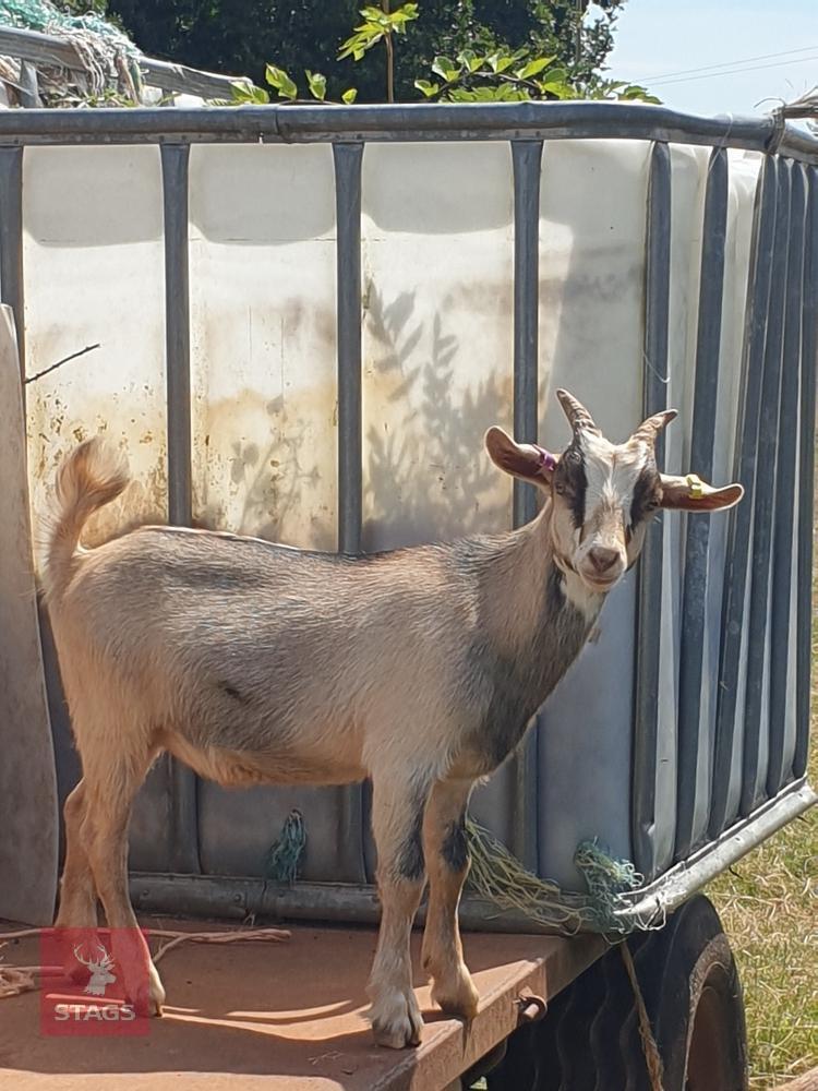 3 X 6MO PYGMY X WETHER KIDS