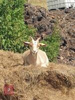 3 X 6MO PYGMY X WETHER KIDS - 3