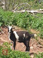 3 X 6MO PYGMY X WETHER KIDS - 4