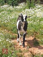 3 X 6MO PYGMY X WETHER KIDS - 5