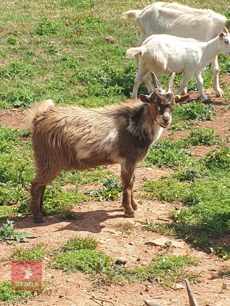 PYGMY BILLY KID