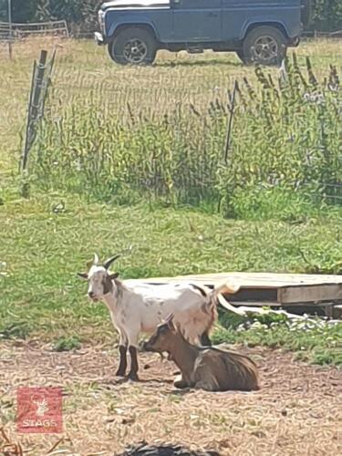 7MO PYGMY BILLY KID