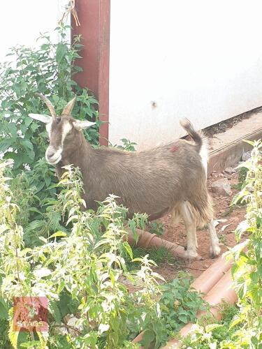 2YO PYGMY X NANNY