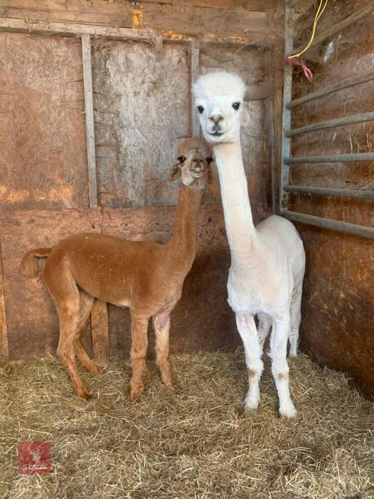 2 X 3/4YO GELDING ALPACAS