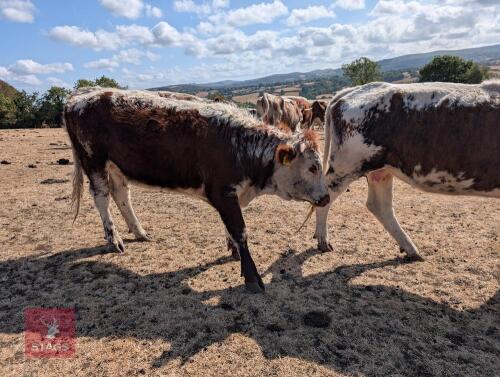 16MO PEDIGREE LONGHORN HEIFER