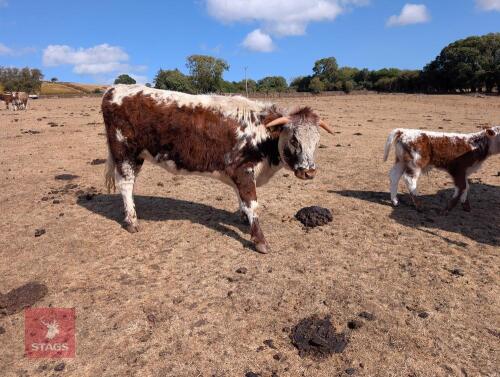 16MO PEDIGREE LONGHORN HEIFER