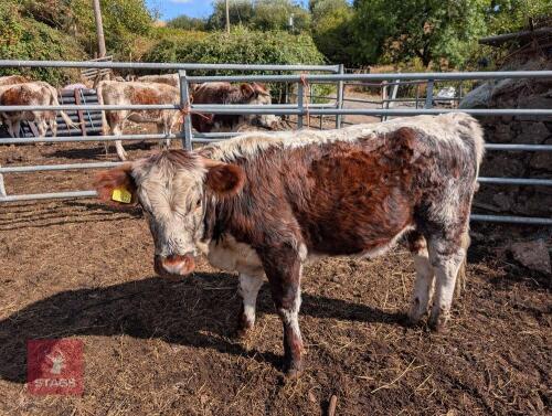 15MO PEDIGREE LONGHORN HEIFER