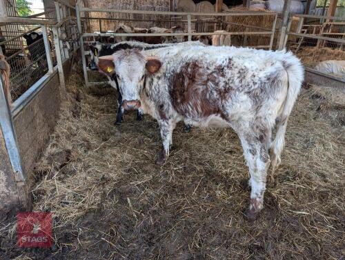 14MO PEDIGREE LONGHORN HEIFER