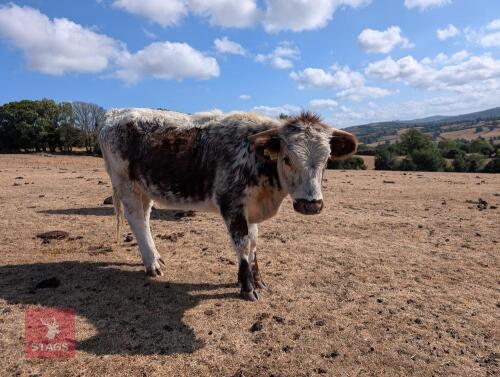 14MO PEDIGREE LONGHORN HEIFER