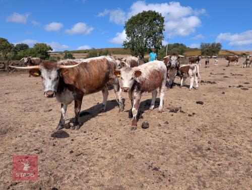 12MO PEDIGREE LONGHORN HEIFER
