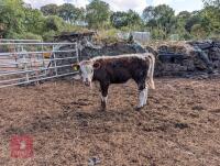 2 X PEDIGREE LONGHORN HEIFERS - BIDS PER LIFE - 2