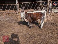 2 X PEDIGREE LONGHORN HEIFERS - BIDS PER LIFE