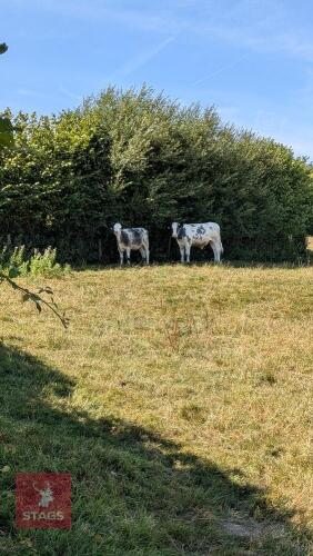 10MO HEIFER AND 12MO STEER - BIDS PER LIFE